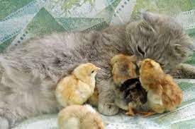 تعجب یک مرغ از گربه‌ای که فکر می‌کند مادر جوجه‌ها است!
