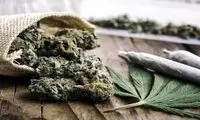 «ماری‌جوآنا» در ایران قانونی می‌شود؟