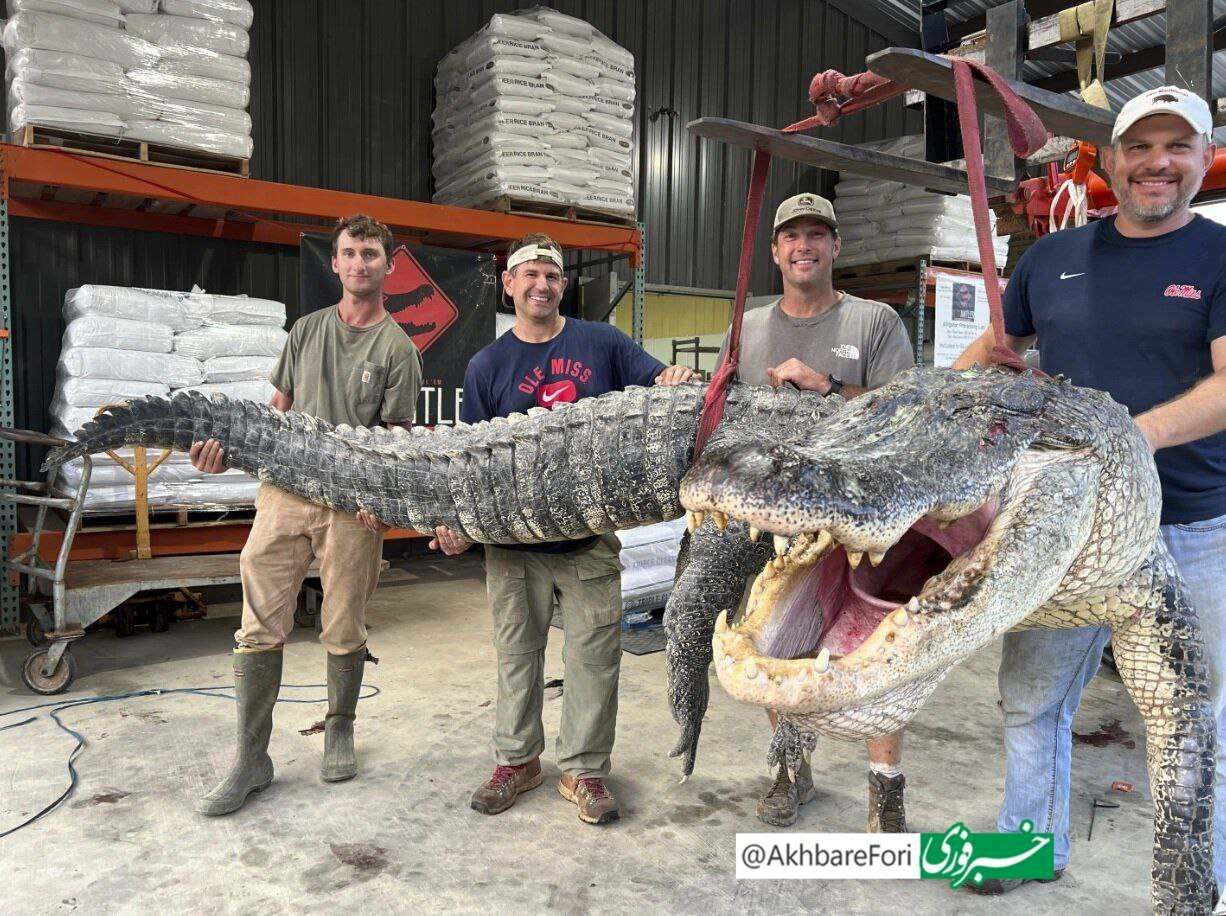 اندازه باورنکردنی بزرگترین تمساح تاریخ می‌سی‌سی‌پی