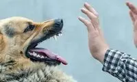 تصاویر وحشتناک از حمله سگ به خانواده کرجی