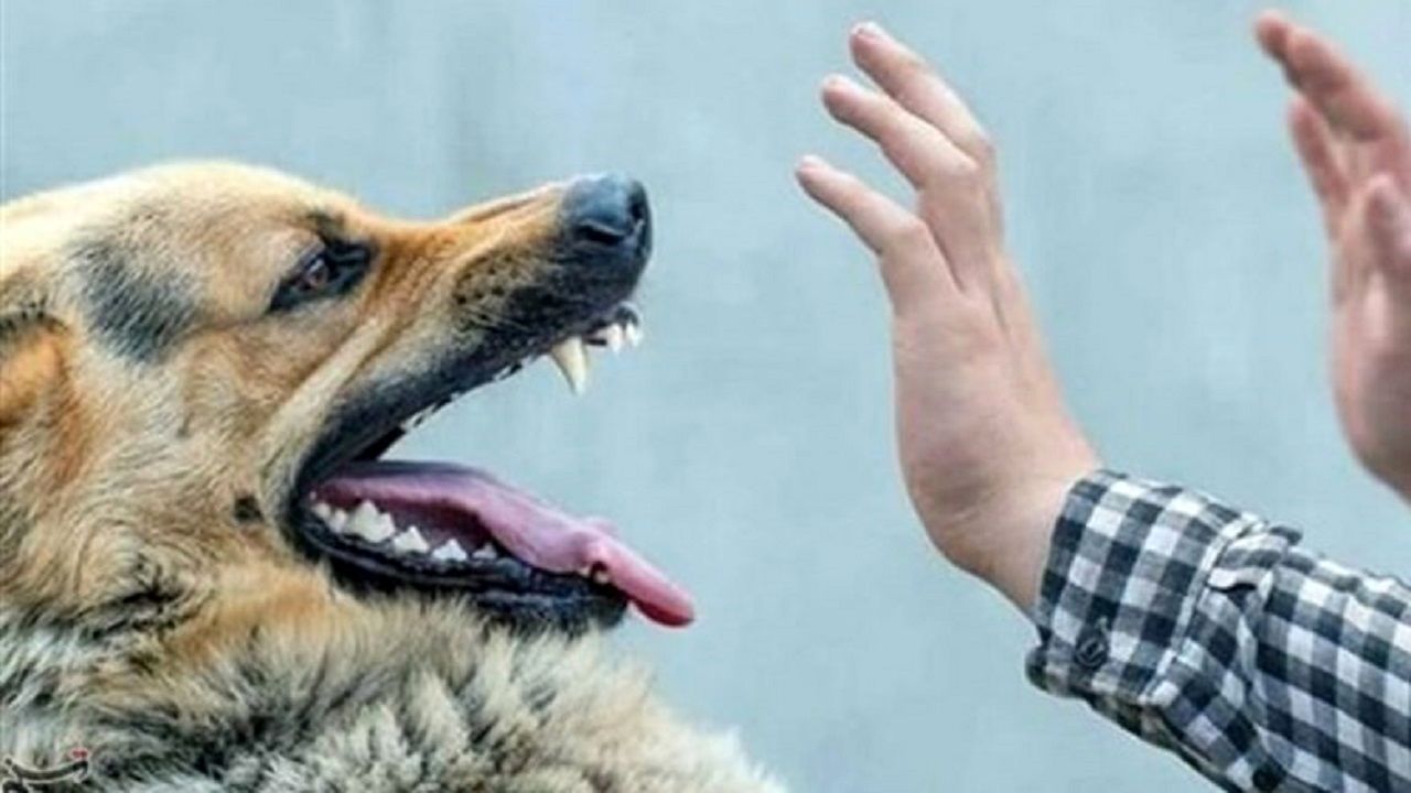 تصاویر وحشتناک از حمله سگ به خانواده کرجی