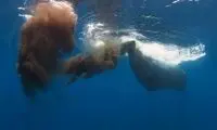 نجات جهان با استفاده از مدفوع نهنگ!