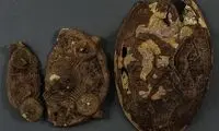 پیدا شدن گنج هزار ساله در حیاط خانه