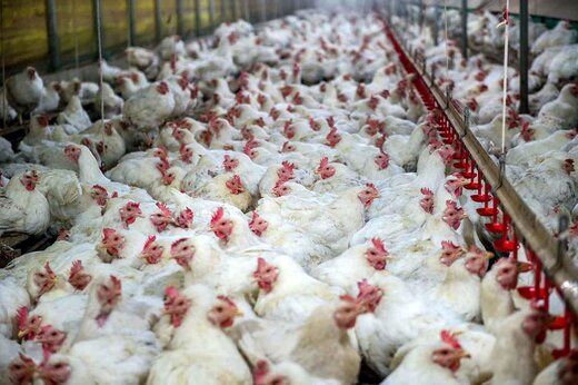 زمزمه کاهش قیمت مرغ در بازار