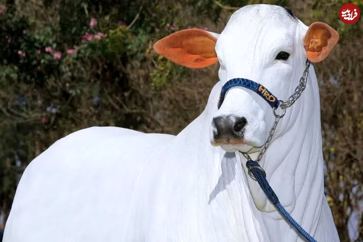 این گاو سفید، ۲۰۰ میلیارد تومان قیمت دارد!