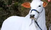 این گاو سفید، ۲۰۰ میلیارد تومان قیمت دارد!
