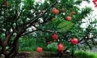  7 دلیل که باید انار بخورید 
