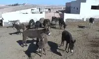 تصاویری جالب از یک الاغ مصدوم با ویلچر مخصوصش!