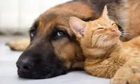 تصویری از یک تابلو که صاحبان سگ و گربه را می‎‌ترساند!