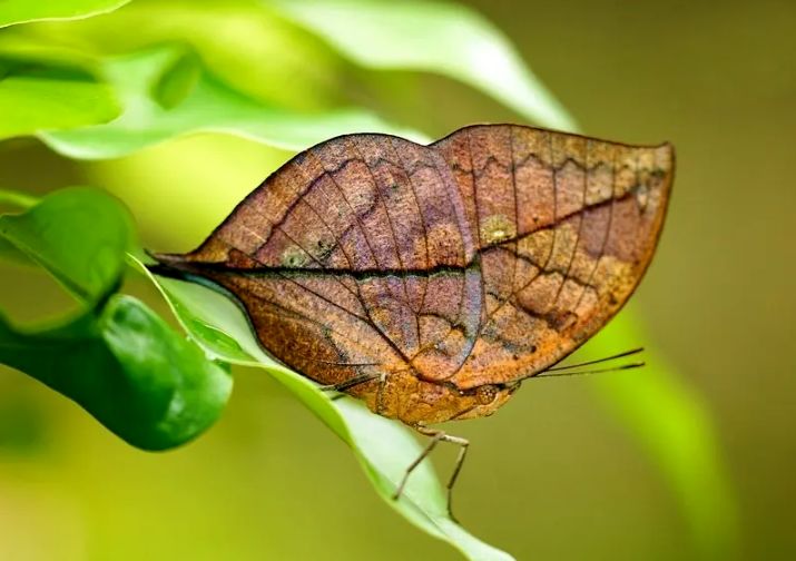 حشراتی که به شکل باورنکردنی شبیه گیاهان هستند