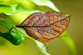 حشراتی که به شکل باورنکردنی شبیه گیاهان هستند