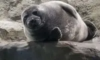 ماجرای کشف لاشه ۲۲ فُک در سواحل خزر