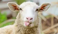 یک مَثَل کنایه‌آمیز که این روزها به واقعیت تبدیل شد!