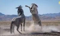 عکسی شگفت‌انگیز از مبارزه اسب نر باشکوه