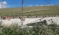 رهاسازی سگ‌های ولگرد از شهرهای همجوار در تهران