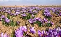 زعفران کدام مناطق اثر ضد سرطانی بیشتری دارند؟