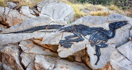 کشف نادرترین فسیل دایناسور در جهان