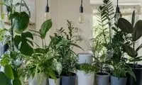 گیاهانی که هوای خانه را در ۸ ساعت تمیز می‌کنند