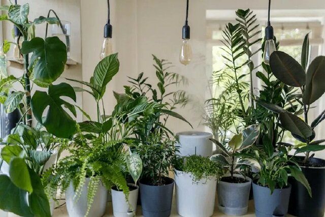 گیاهانی که هوای خانه را در ۸ ساعت تمیز می‌کنند