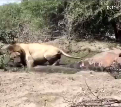 قدرت عجیب شیر نر برای جابجایی شکار یک تنی