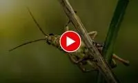ابعاد حیرت انگیز و ترسناک یک ملخ!