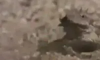 مارمولکی که از چشم خود خون شلیک می‌کند!