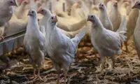 قیمت جدید مرغ اعلام شد