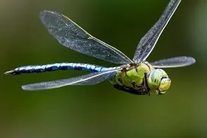 18 عکس خاص از حیات‌وحش که کاربران را شگفت‌زده کرد