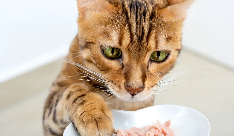 چرا گربه عاشق تن ماهی است؟