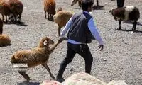 قیمت دام در روز عید قربان نجومی شد