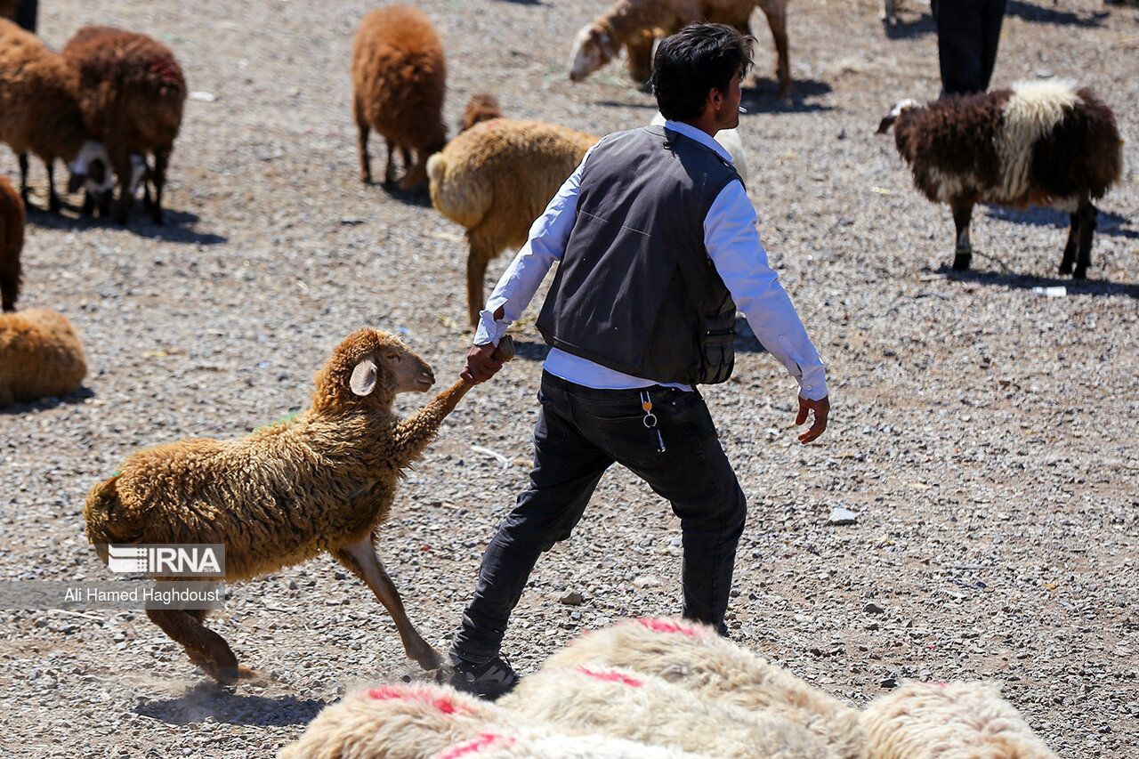 قیمت دام در روز عید قربان نجومی شد