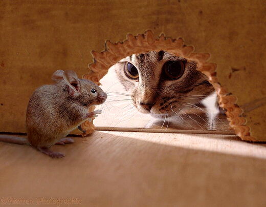  رفاقت عجیب و بانمک یک موش با چند گربه