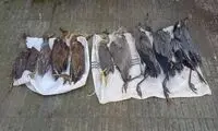 شکار بی رحمانه پرندگان در استان گیلان