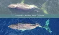 سفر 4800 کیلومتری نهنگ با ستون فقرات شکسته