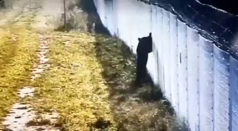 تلاش جالب یک خرس روسی برای بازگشت به روسیه!