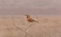 تصویری جدید و کمیاب از تنها پرنده انحصاری ایران
