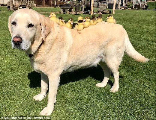 عکسِ بامزه سگی که پدرخوانده 9 جوجه اردک شد