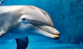 دلفینی که از بوسیدن توسط انسان، سرمست می‌شود