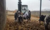 اقدام اعتراضیِ یک گاو و دامدارش مقابل اداره برق!