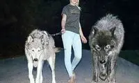 15 جانور خطرناکی که به عنوان حیوان خانگی نگهداری می شوند