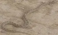ماجرای خبر هجوم مارها به جاجرود