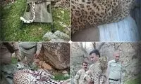تصاویری از کشف لاشه یک توله پلنگ در گچساران