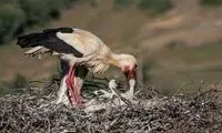 بازگشت لک لک‌ها به مریوان