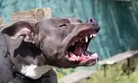 در برابر حمله این حیوانات وحشی چه باید کرد؟
