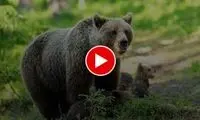 اقدام عجیب چند شهروند در غذارسانی به خرس‌ها