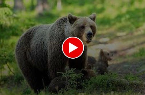 اقدام عجیب چند شهروند در غذارسانی به خرس‌ها