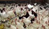 ماجرای خفه کردن مرغ‌ها با گاز در مرغداری‌ها