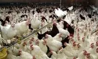 ماجرای خفه کردن مرغ‌ها با گاز در مرغداری‌ها