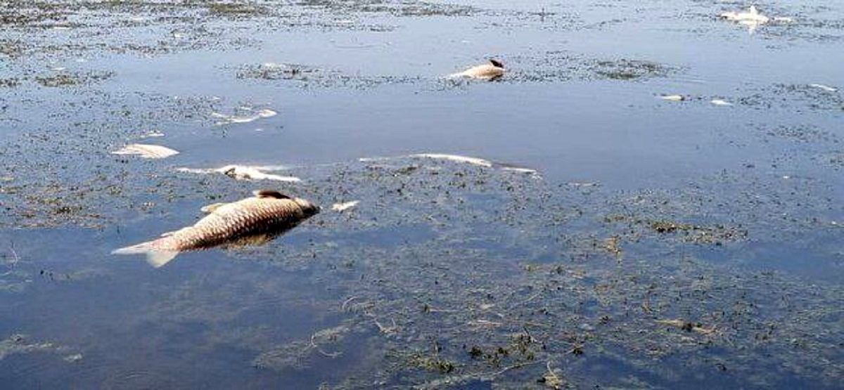 مرگ تعداد زیادی از ماهیان تالاب انزلی به دلیل گرما
