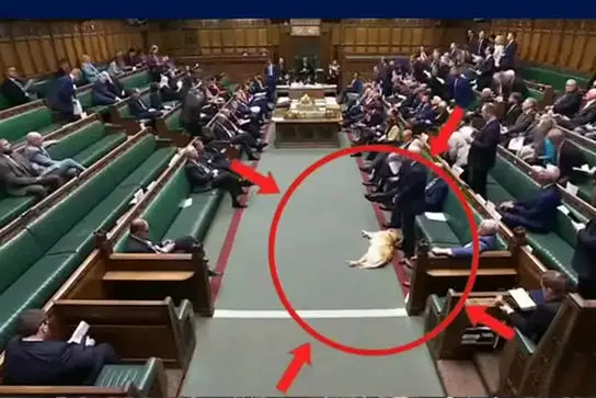 سگ خواب‌آلود در پارلمان بریتانیا خبرساز شد